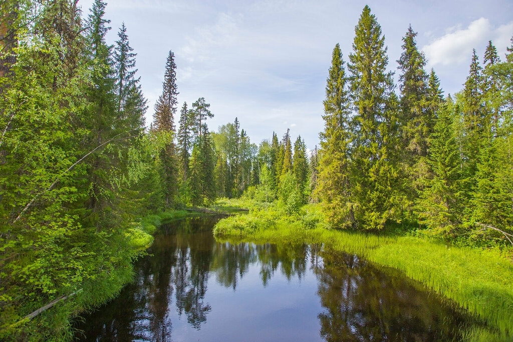 Спокойная река, окруженная зеленым лесом в летний день